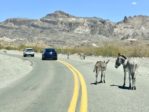 Donkeys wander the roads outside of Oatman, Arizona, a part of the Mohave Valley Elementary School District.